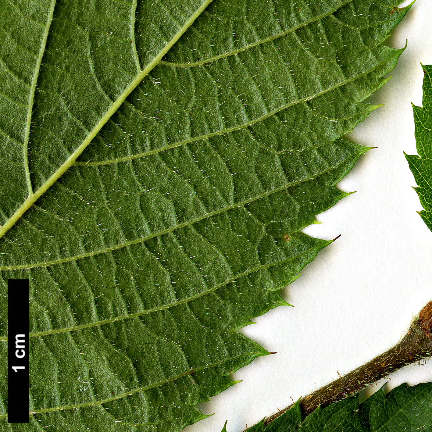 High resolution image: Family: Betulaceae - Genus: Ostrya - Taxon: knowltonii 